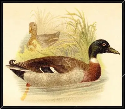 Картина Утки (Ducks) №9