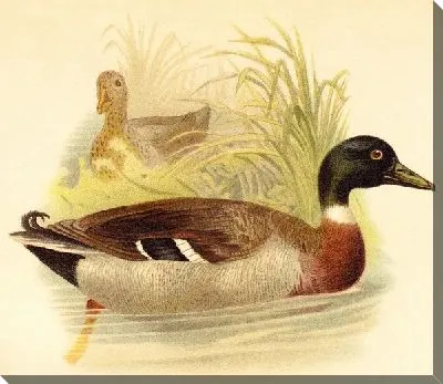 Постер Утки (Ducks) №9