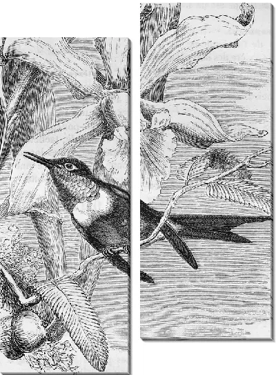 Модульная картина Колибри (Colibri)