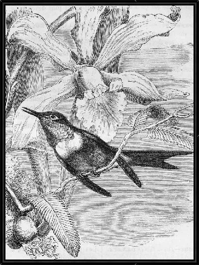 Картина Колибри (Colibri)