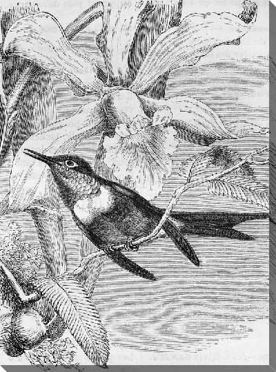 Постер Колибри (Colibri)