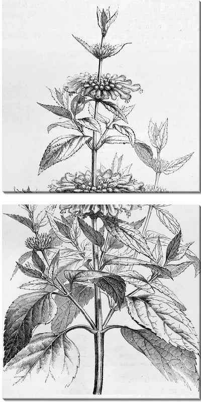 Модульная картина Полевой цветок (Wild flower)