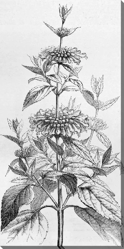 Постер Полевой цветок (Wild flower)