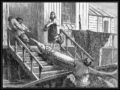 Осетр (Sturgeon)