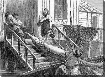 Осетр (Sturgeon)