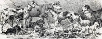 Плакат Собаки разных пород (Different breeds of dogs)