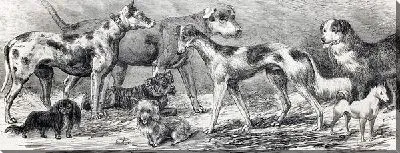 Постер Собаки разных пород (Different breeds of dogs)
