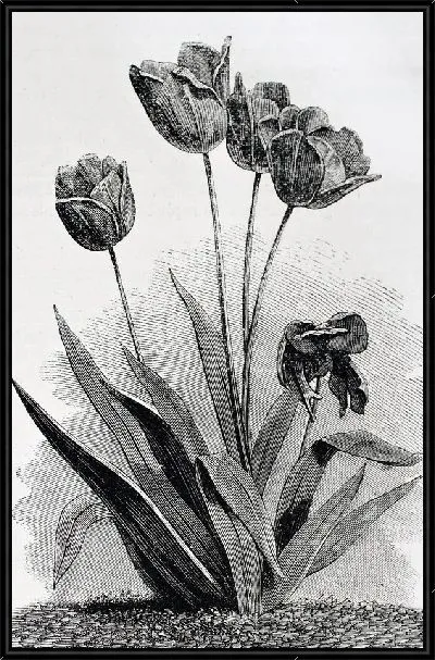 Картина Тюльпаны (Tulips) №19