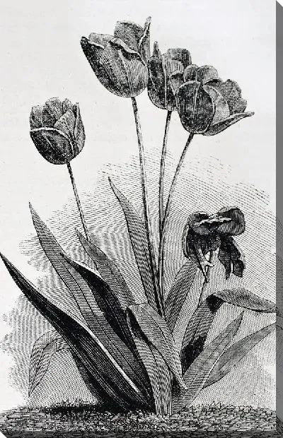 Постер Тюльпаны (Tulips) №19