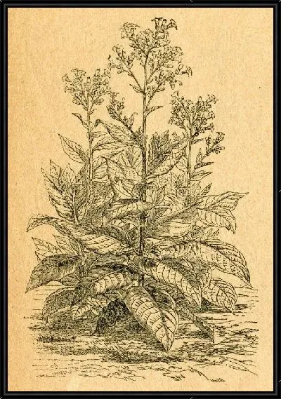 Картина Полевые растения (Wild plants)