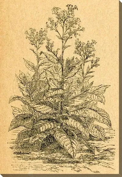 Постер Полевые растения (Wild plants)