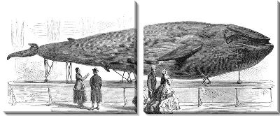 Модульная картина Кит (Keith)