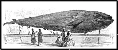 Картина Кит (Keith)