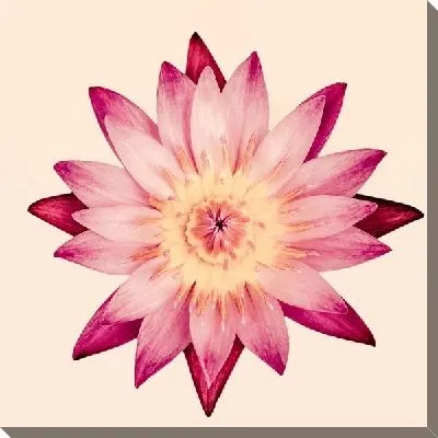 Постер Цветок (Flower) №33