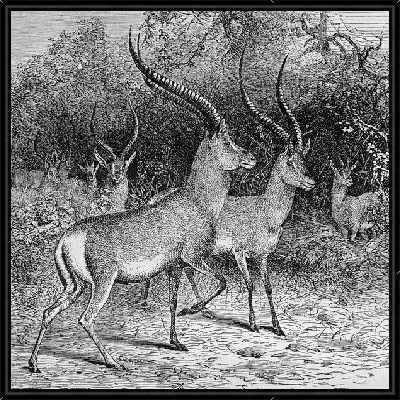 Картина Антилопы (Antelope)