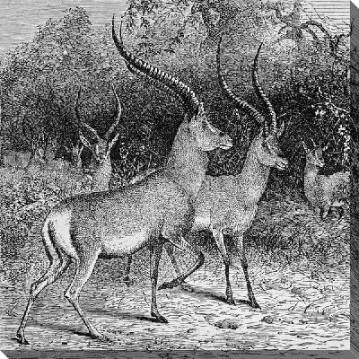 Постер Антилопы (Antelope)