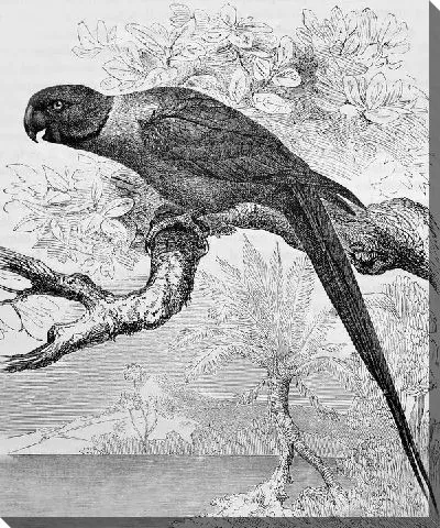 Постер Попугай (Parrot)