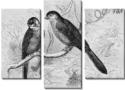 Модульная картина Две птицы на ветке (Two birds on a branch)