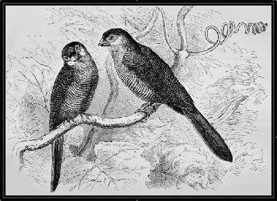 Картина Две птицы на ветке (Two birds on a branch)