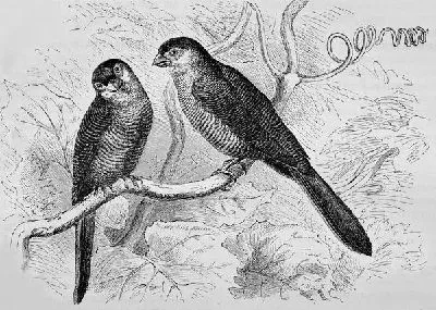 Плакат Две птицы на ветке (Two birds on a branch)
