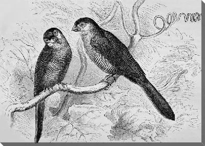 Постер Две птицы на ветке (Two birds on a branch)