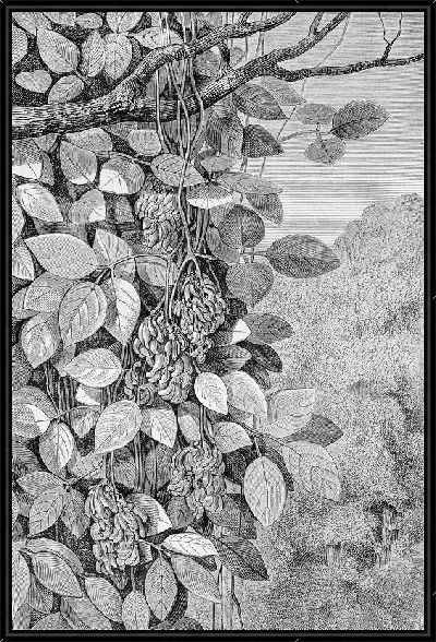 Картина Дерево с фруктами (Tree with fruit)
