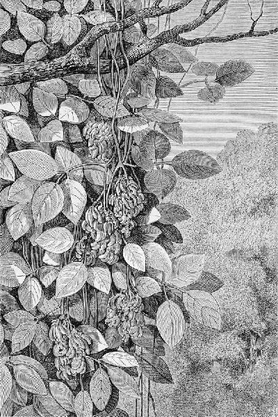 Плакат Дерево с фруктами (Tree with fruit)