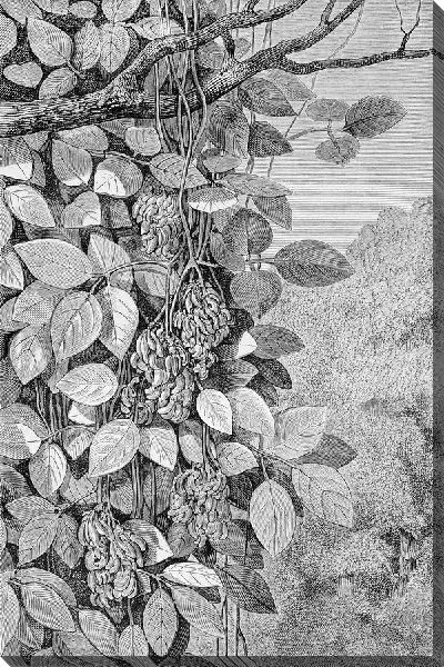 Постер Дерево с фруктами (Tree with fruit)