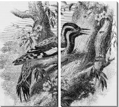 Модульная картина Птица на дереве (Bird on a tree)