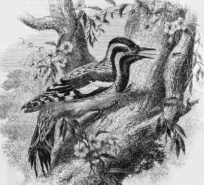 Плакат Птица на дереве (Bird on a tree)