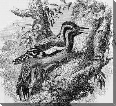 Постер Птица на дереве (Bird on a tree)