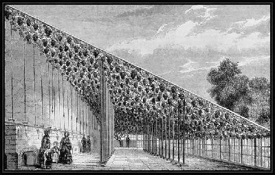 Картина Виноградник (Vineyard)