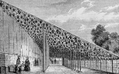 Плакат Виноградник (Vineyard)