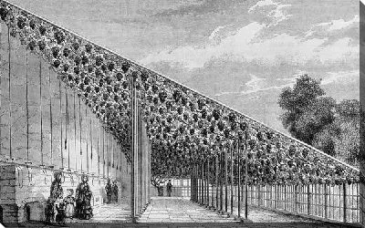 Постер Виноградник (Vineyard)