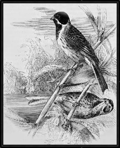 Картина Птицы на ветках (Birds on branches)