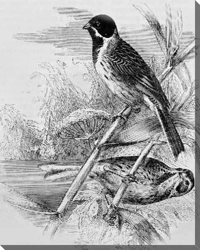 Постер Птицы на ветках (Birds on branches)