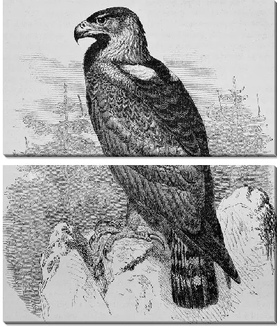 Модульная картина Орел (Eagle) №2