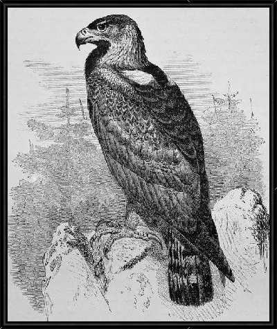 Картина Орел (Eagle) №2