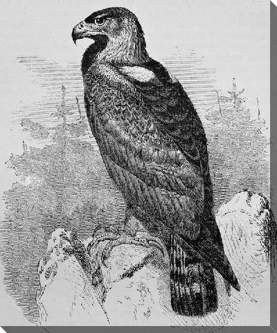 Постер Орел (Eagle) №2