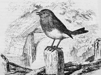Плакат Птичка (Birdie)