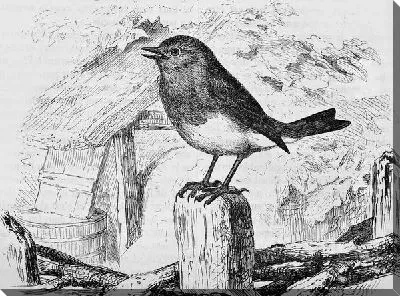 Постер Птичка (Birdie)