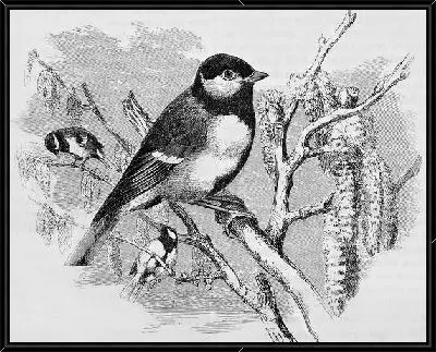 Картина Птица на ветке (Bird on a branch) №2