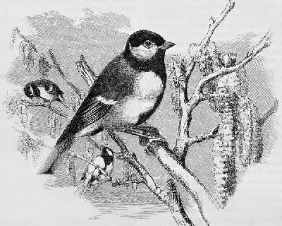 Плакат Птица на ветке (Bird on a branch) №2