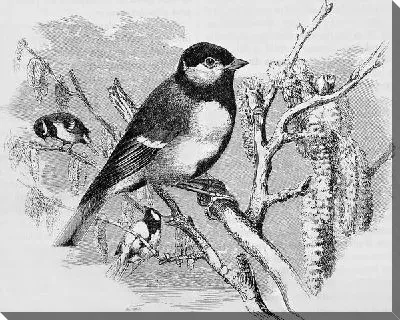 Постер Птица на ветке (Bird on a branch) №2