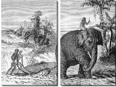 Модульная картина Слон (Elephant) №13