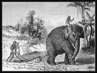 Картина Слон (Elephant) №13