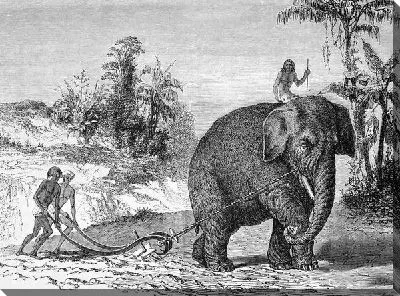 Постер Слон (Elephant) №13
