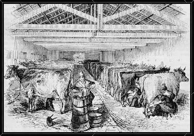 Картина Коровы (Cows) №3