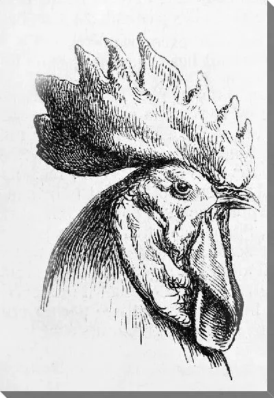 Постер Петух (Cock)