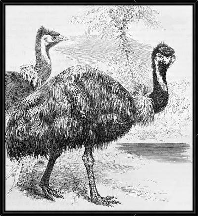 Картина Страусы (Ostriches)